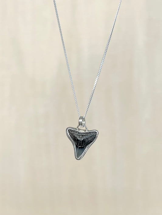 Fossiler Haizahn in Silber gefasst